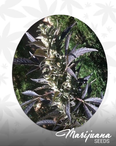Private Reserve Afghan