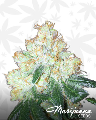 Private Reserve OG