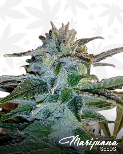Prolific Kush