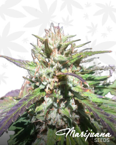 Promiscuous Kush