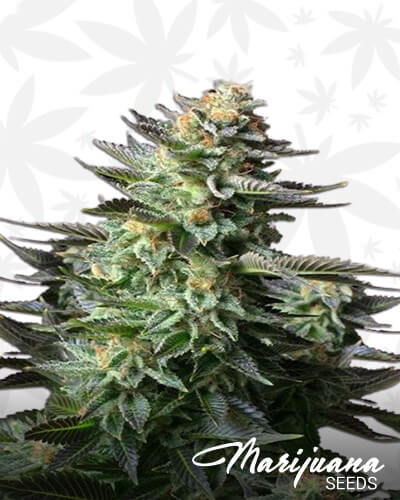 Psychedelic Amnesia