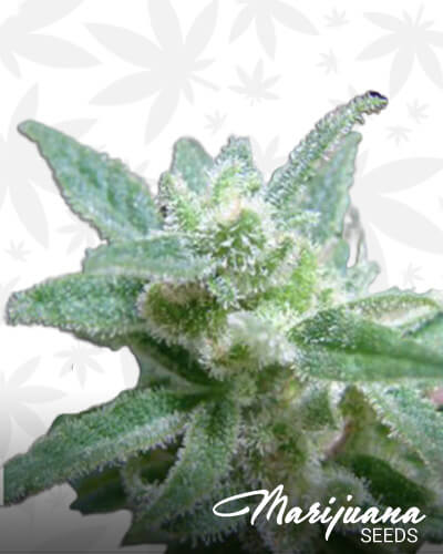 Psycho Killer Bubba Kush