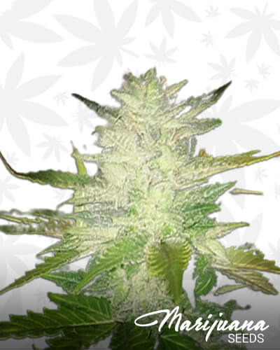 Psycho OG