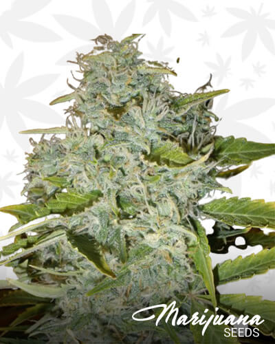 Psychofruit