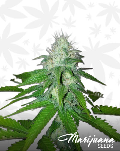 Psychonaut 3