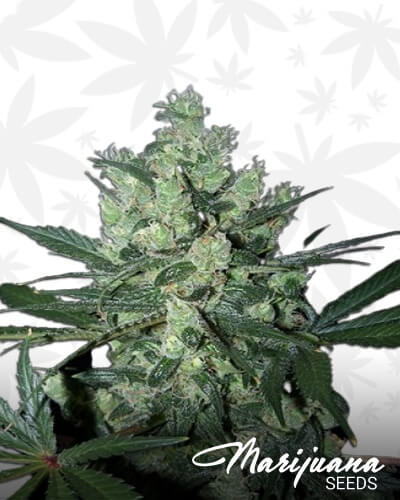 Psychosis BX1