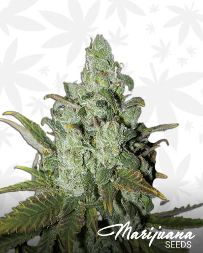 Psychosis BX2