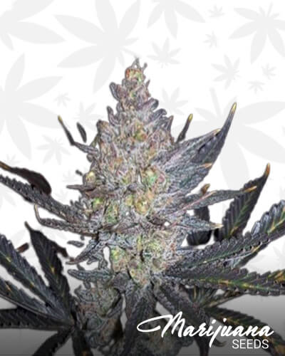 Psychosis x Blues