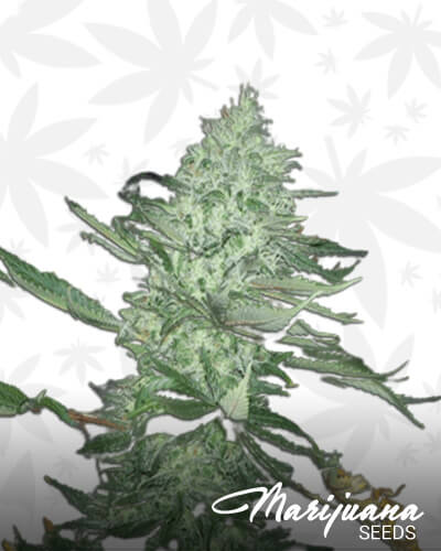 Psychotropic