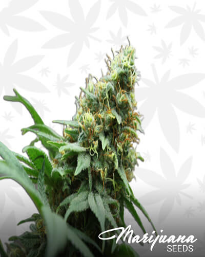 Puerto Rican Indica