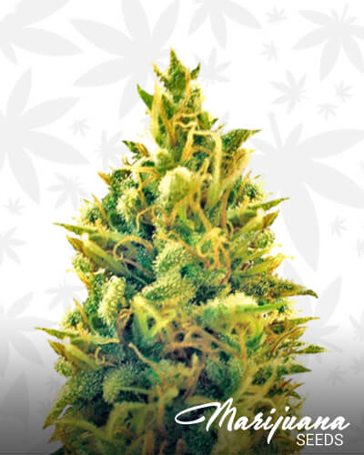 Puff Puff Pass OutAka Dum Maaro Dum
