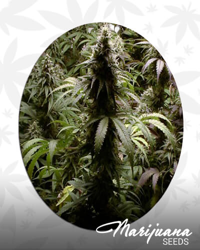 Pukka Skunk