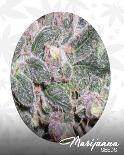 Pumuka Grey
