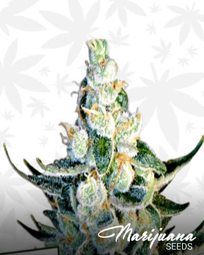 Pura Vida x Star Dawg