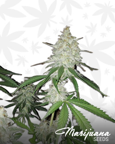 Pure Amnesia