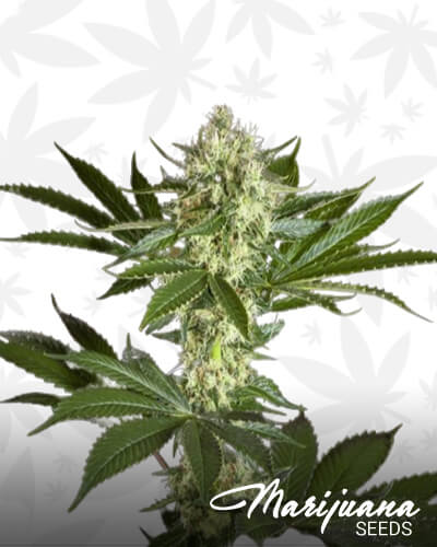 Pure CBD Punch