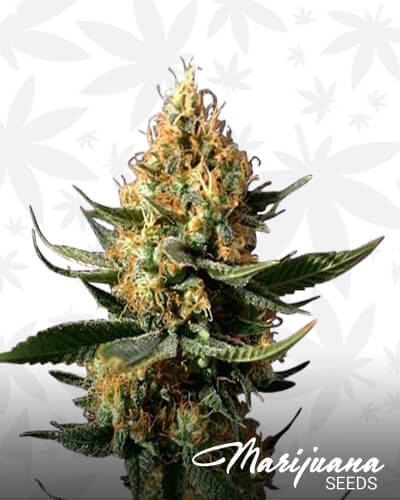Pure Chemdawg