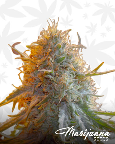 Pure Chocolope