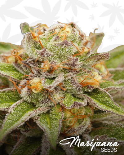 Pure Gelato