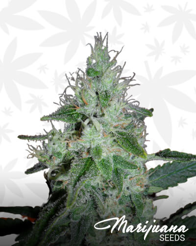 Pure Hashplant