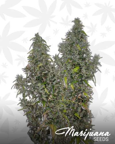 Pure Haze