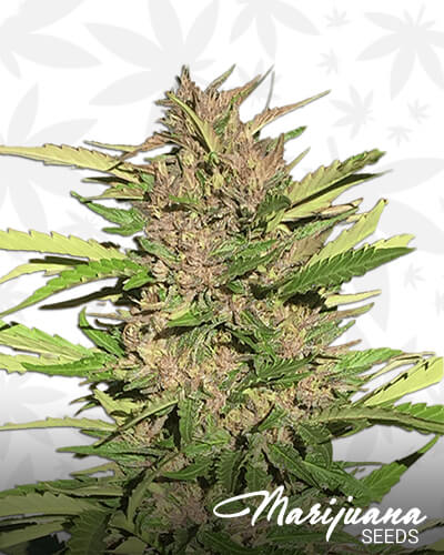 Pure Indica