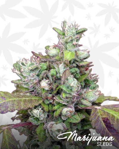 Pure Kush Cookies