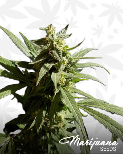 Pure Pineapple Kush