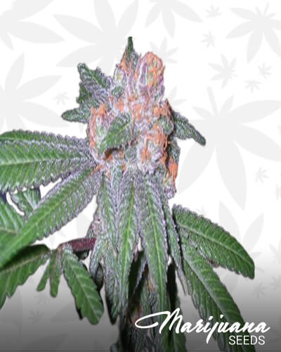 Pure Purple Skunk