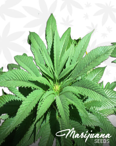 PureGhaniAka Afghani Hashplant