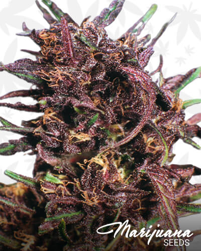 Purple 1
