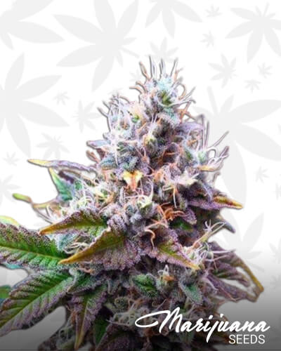 Purple Amnesia Lemon