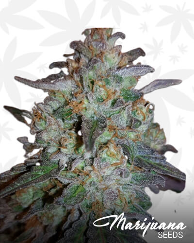 Purple Badlands