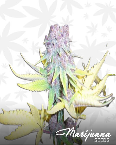 Purple Berry BX
