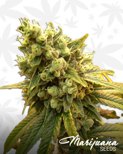 Purple Berry Diesel