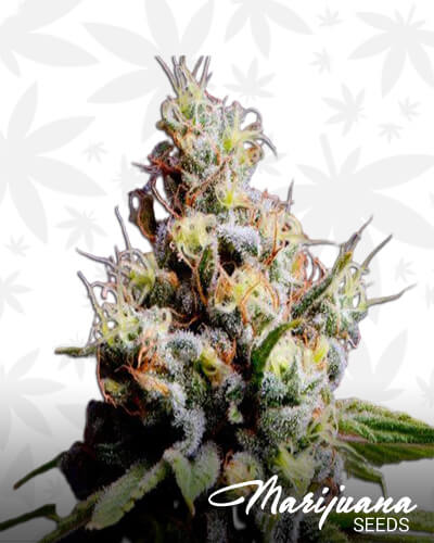 Purple Berry Kush