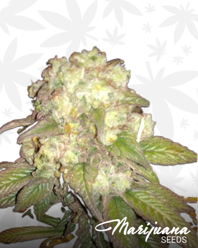 Purple Berry Playboy