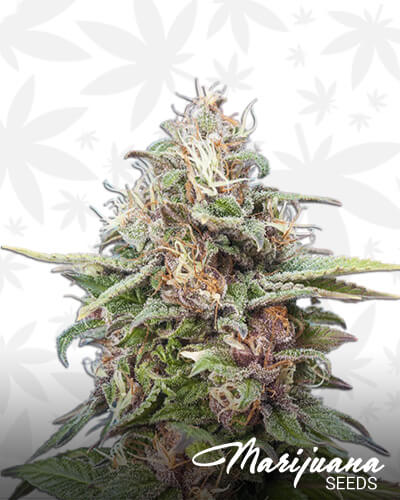 Purple Bisho