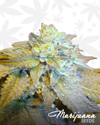Purple Bubba Crack
