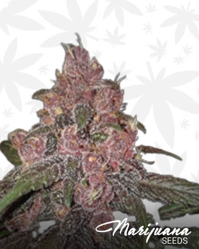 Purple Bubba Kush