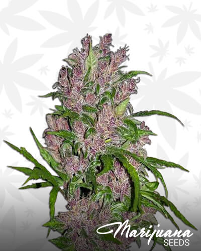 Purple Bud Automatic