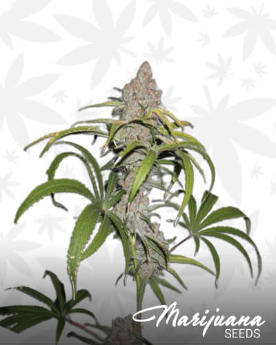 Purple Candy Cookies