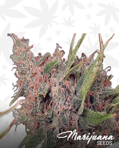 Purple Caper OG