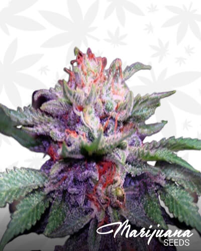 Purple Caper