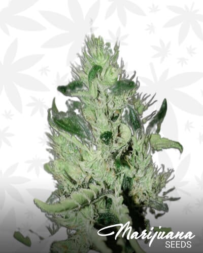 Purple Chem