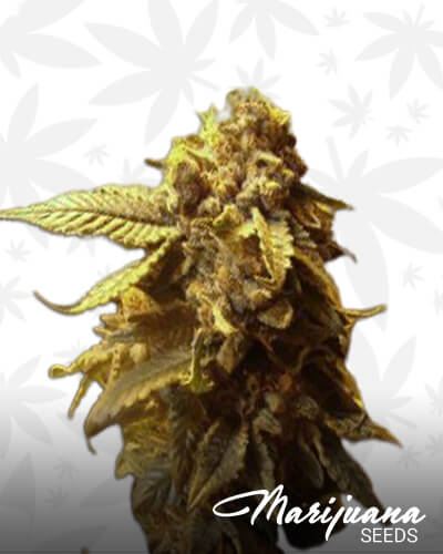 Purple Cindy BubbaAka Purple Cindy Bubba Kush