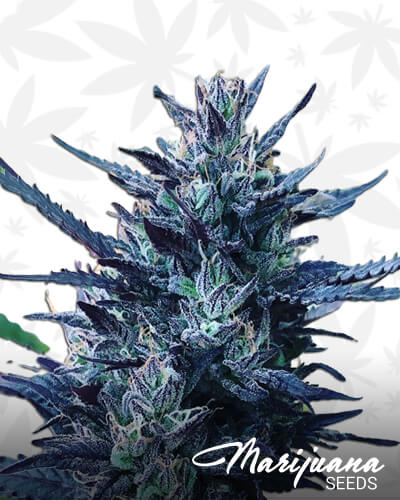 Purple Citrus Mistress