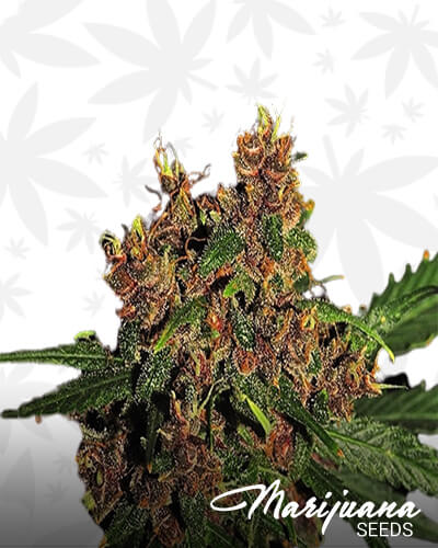 Purple Congo Kush