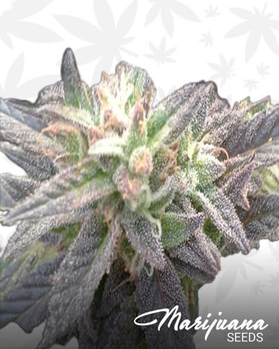 Purple Cookie All Star