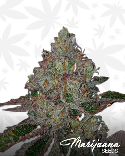 Purple Creamsicle Strain